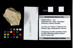Foto (Objekt + Etikett) von Galatheoidea indet.  (NHMW-GEO-1990-0041-2804a)